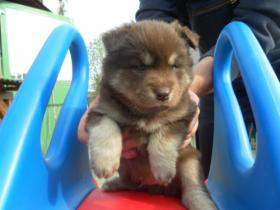 images/C-Wurf/Charlie Brown/big_24490737_0_500-375.jpg